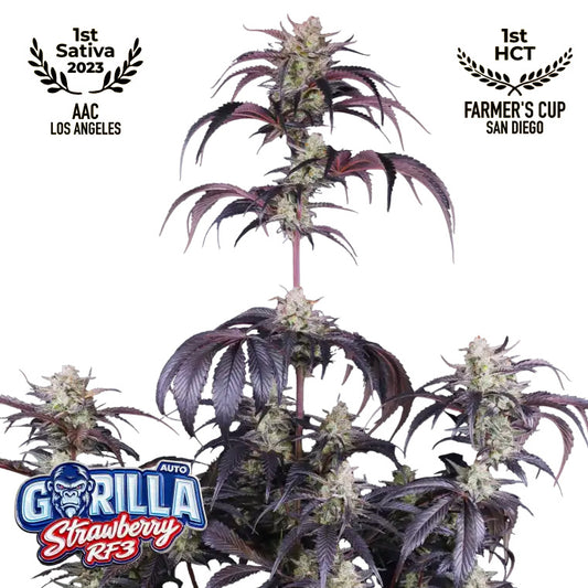 Strawberry Gorilla Auto RF3 Feminized Seeds | FastBuds